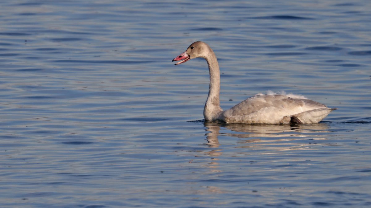 Tundra Swan - Daniel Jauvin