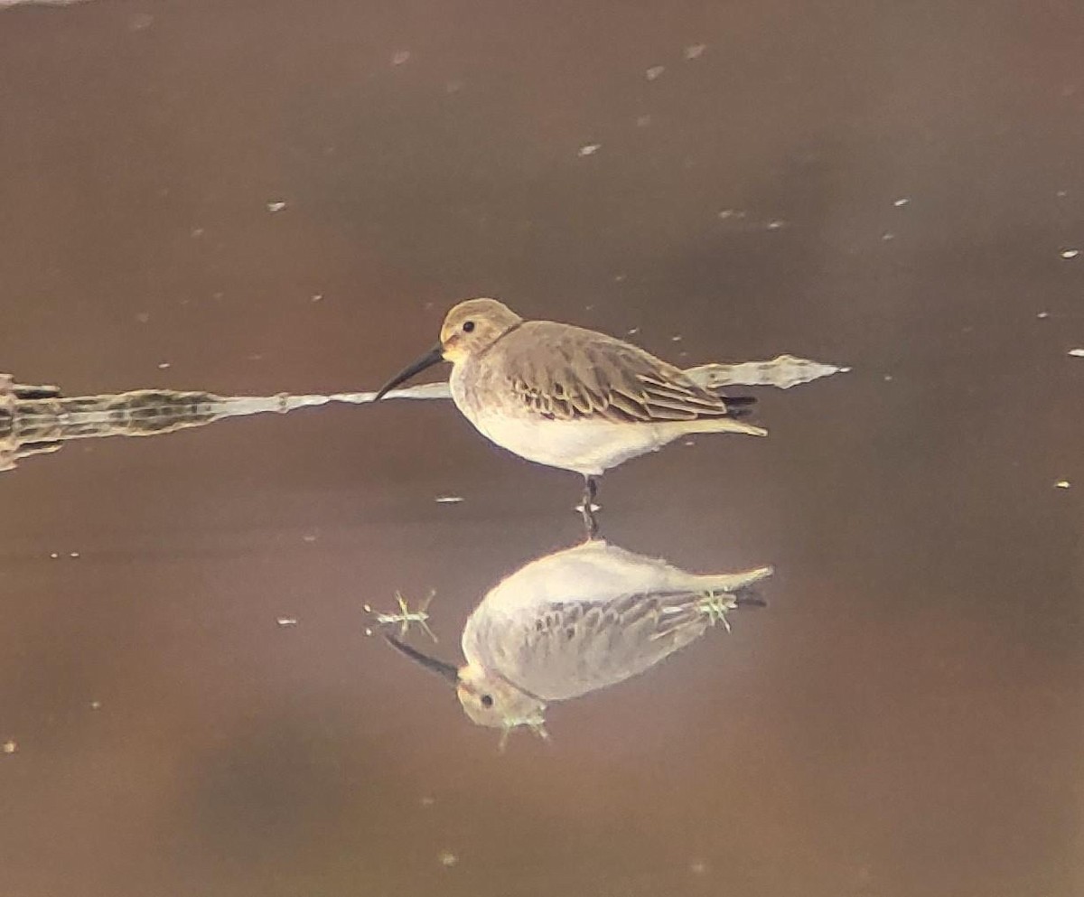 Dunlin - ML499655901