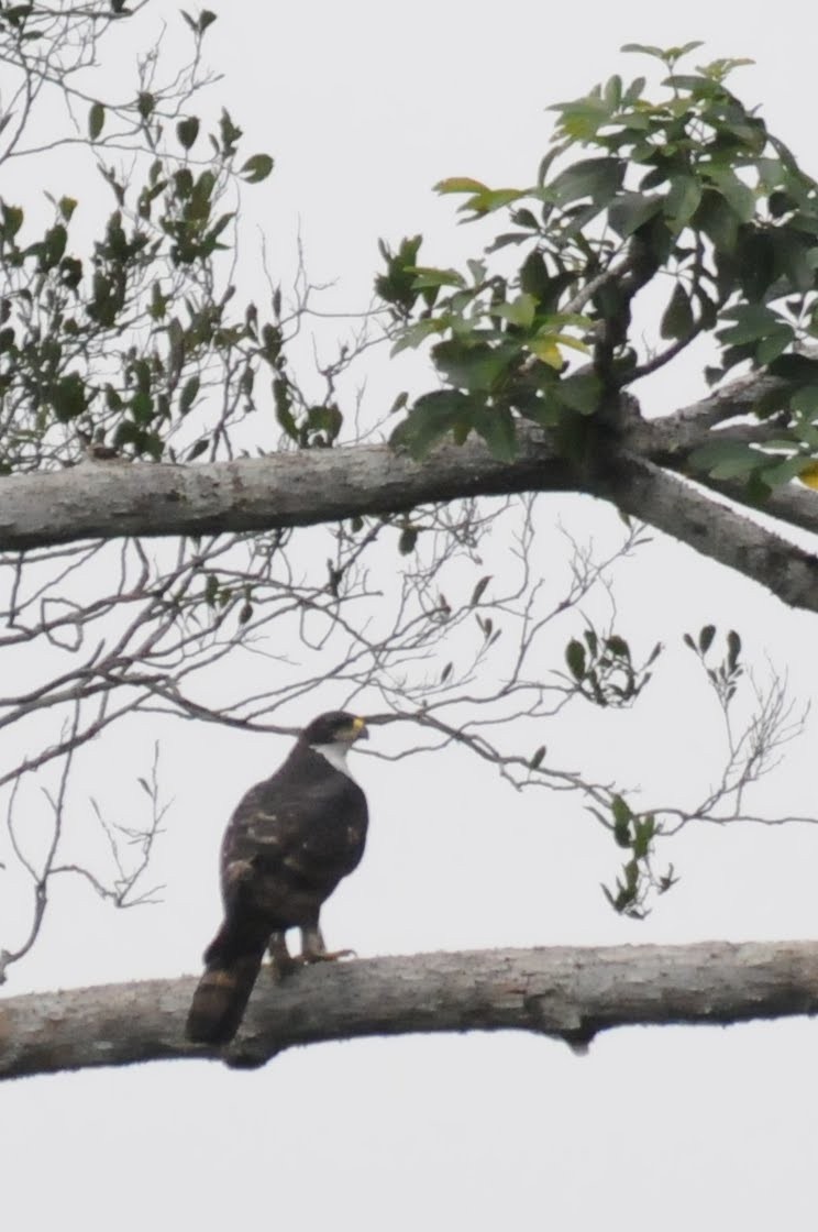 Cassin's Hawk-Eagle - ML499655931