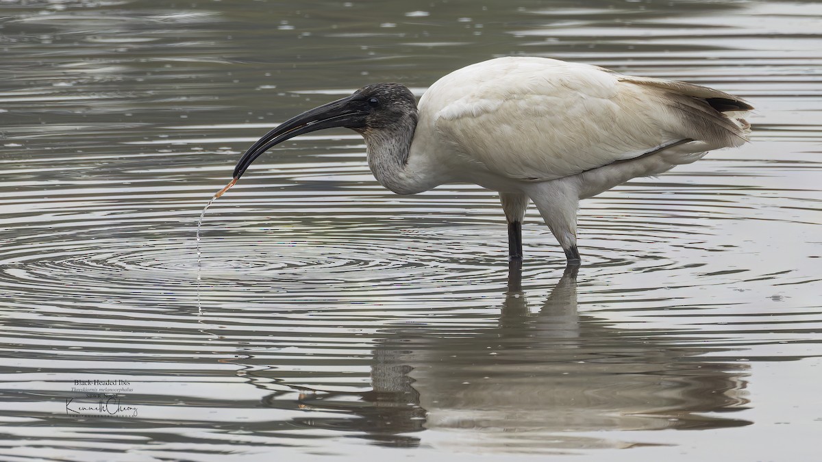 ibis černohlavý - ML499655981