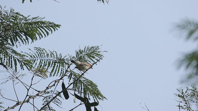 Red-breasted Flycatcher - ML499656141