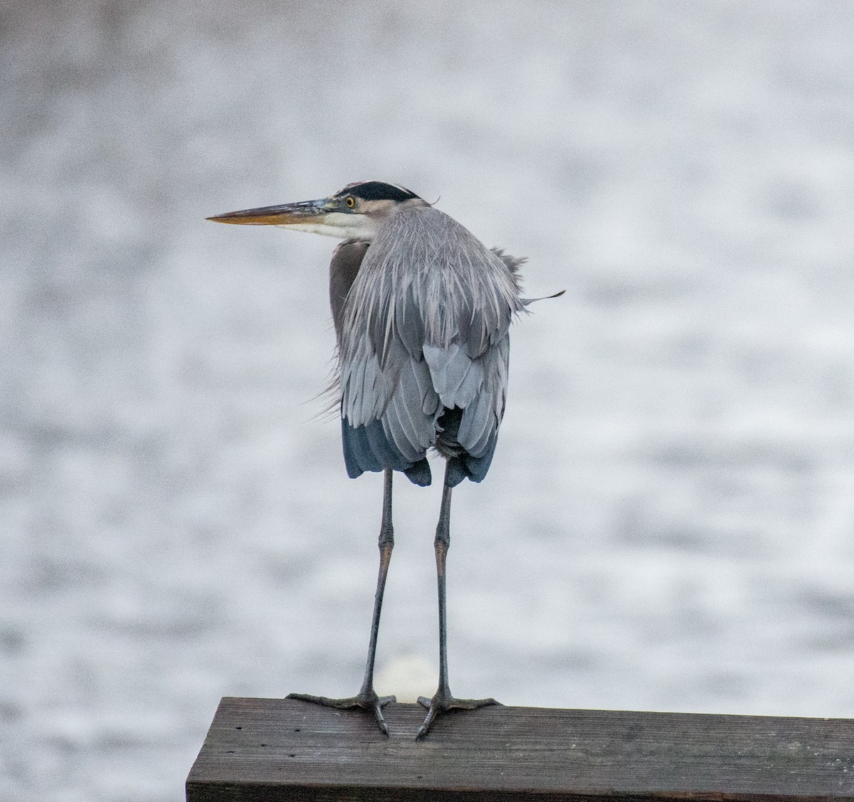 Great Blue Heron - ML499656771