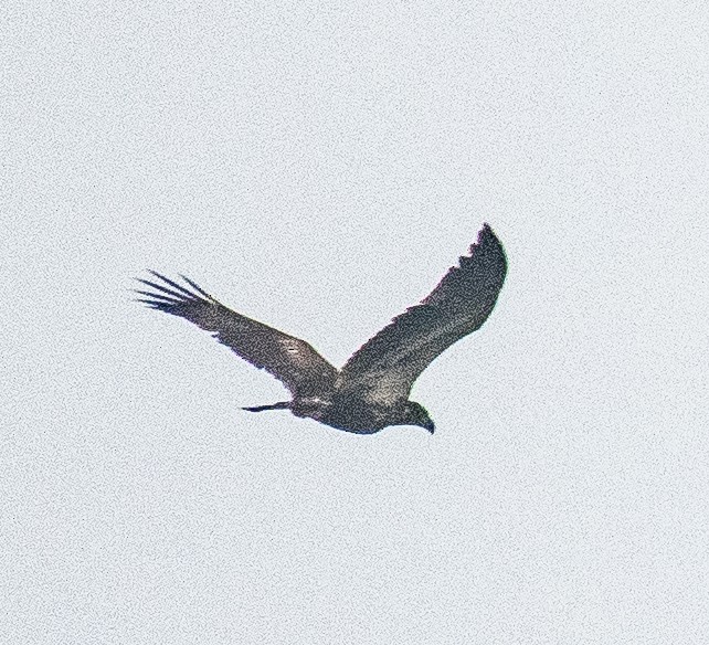 Bald Eagle - ML499656831