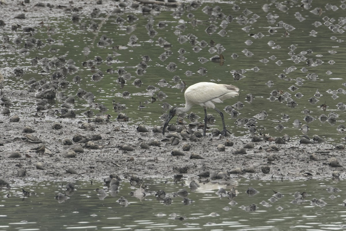 ibis černohlavý - ML499656941