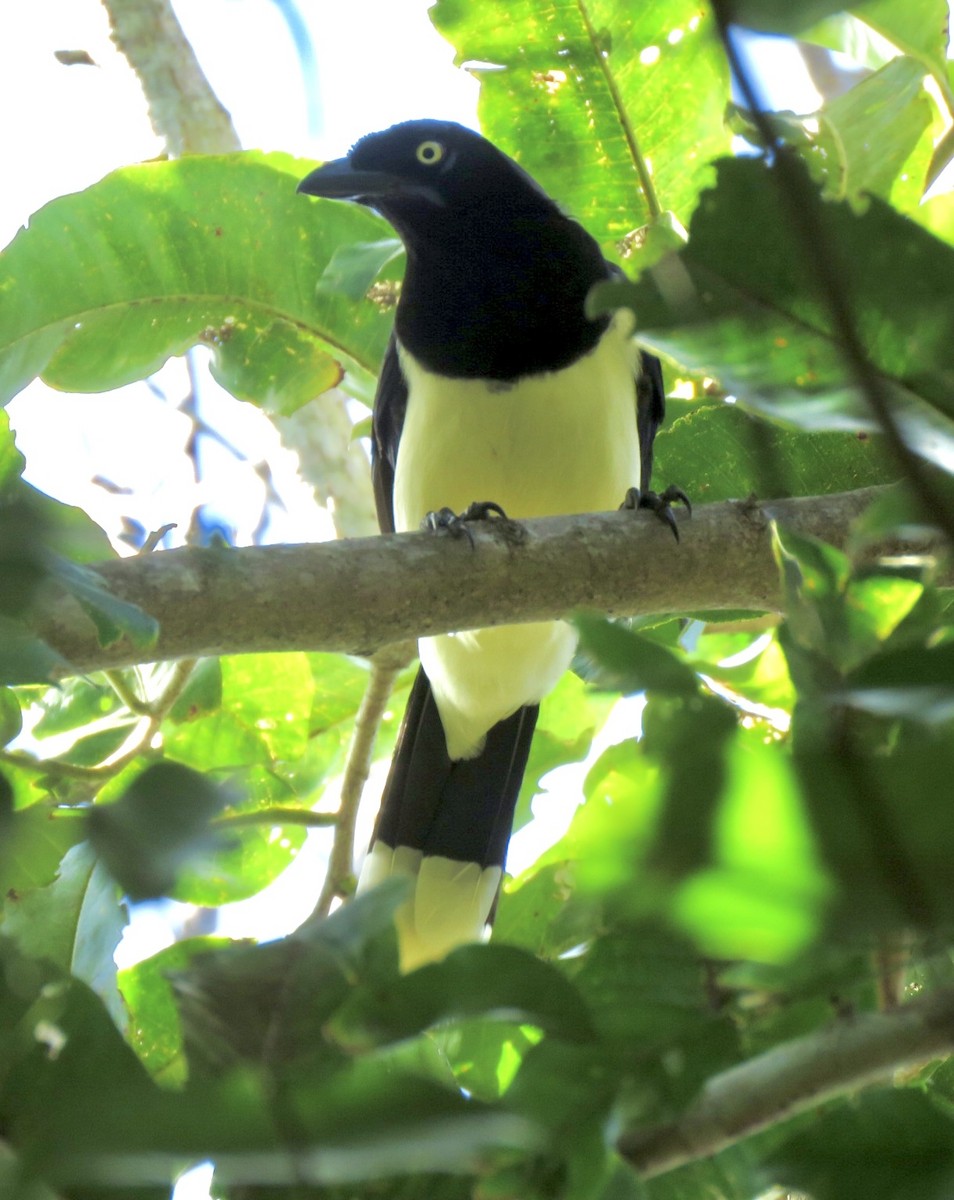 Black-chested Jay - Carlos Sanguinetti