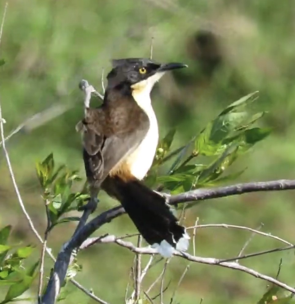 Black-capped Donacobius - ML499657131