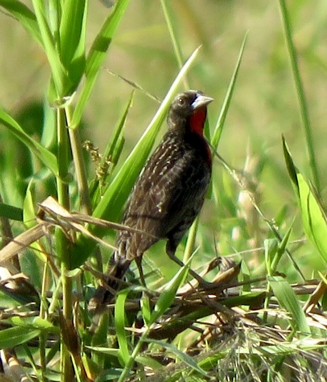 Red-breasted Meadowlark - ML499657161
