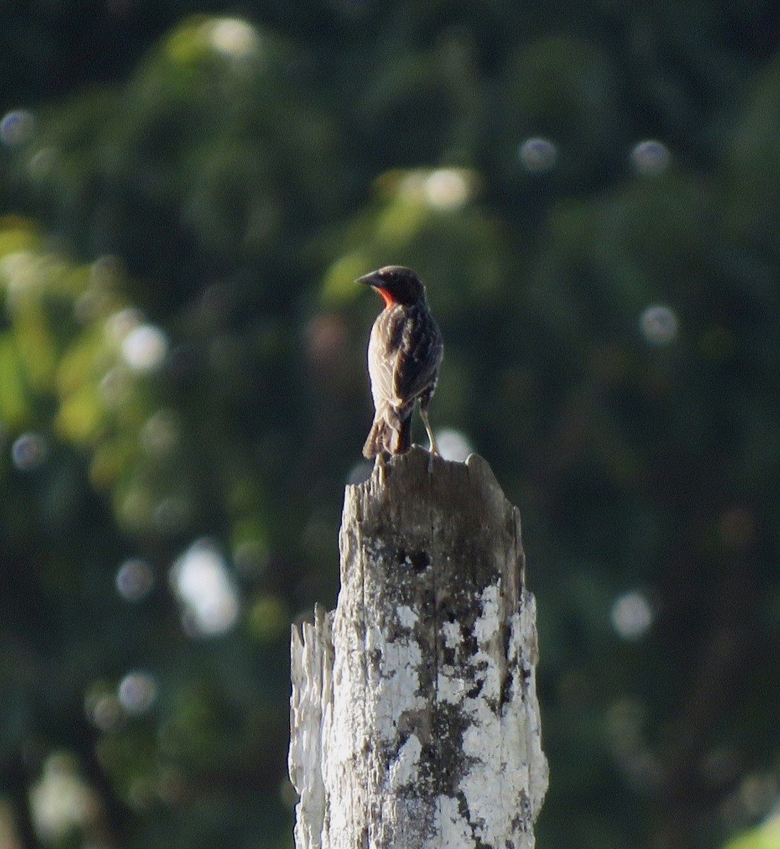 Red-breasted Meadowlark - ML499657171