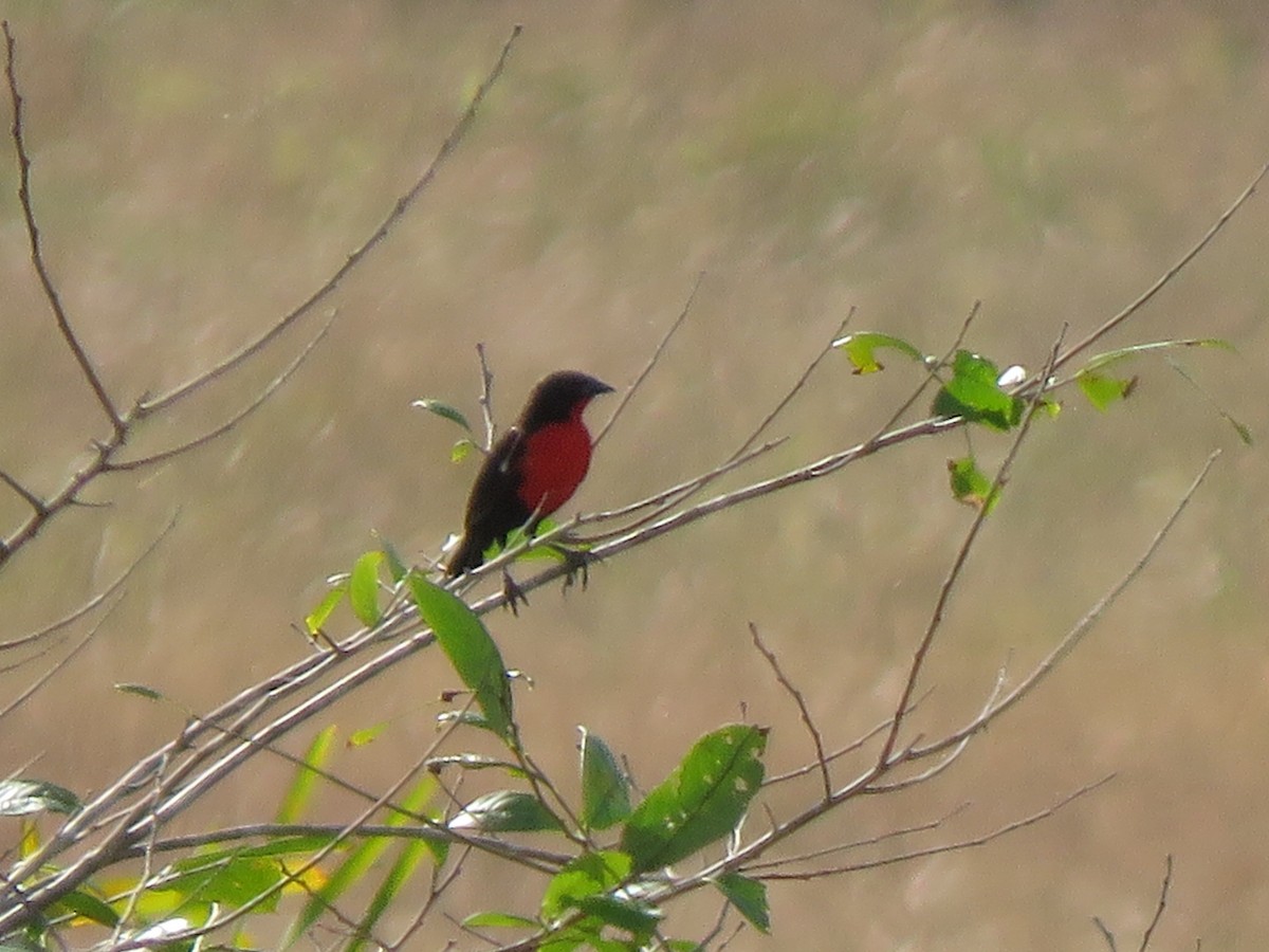 Red-breasted Meadowlark - ML499657181