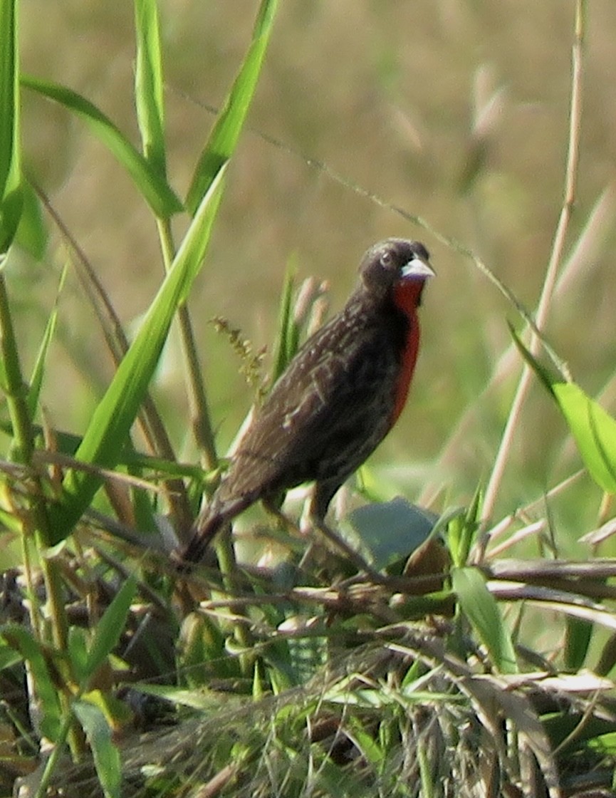 Red-breasted Meadowlark - Carlos Sanguinetti