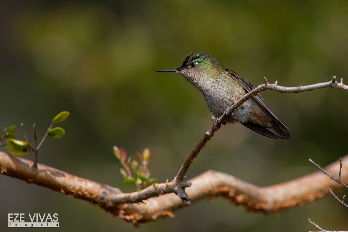 Green-backed Firecrown - ML499658711