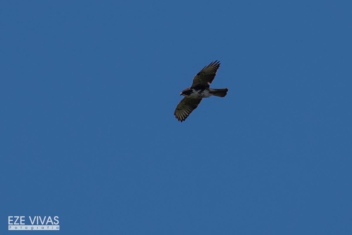 White-throated Hawk - Ezequiel Vivas