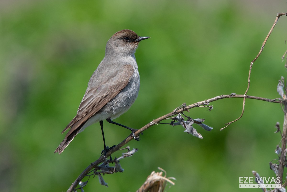 Dark-faced Ground-Tyrant - Ezequiel Vivas