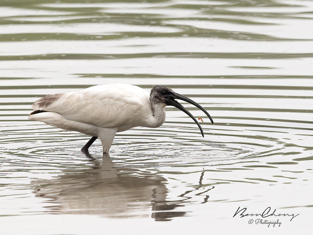 Ibis à tête noire - ML499659371