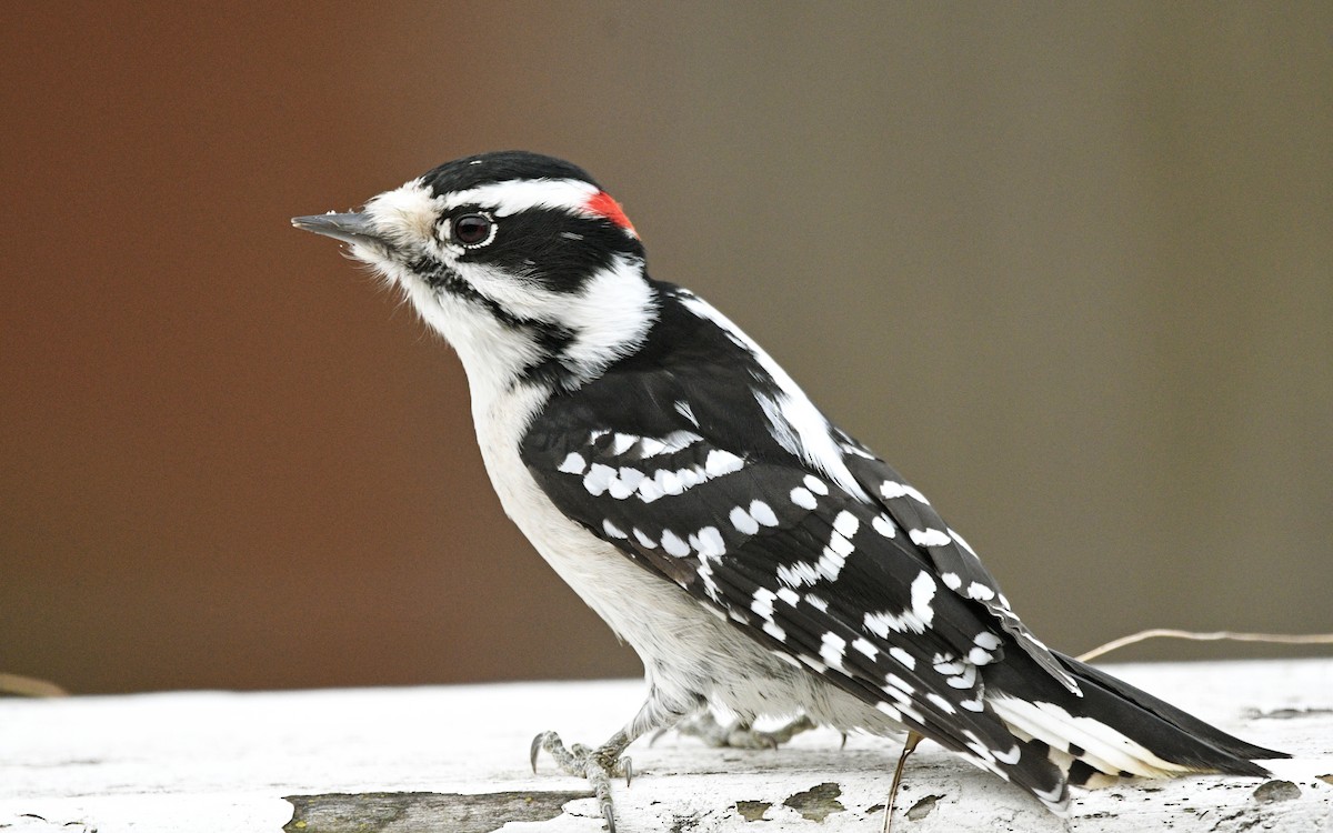 Downy Woodpecker - ML499659451