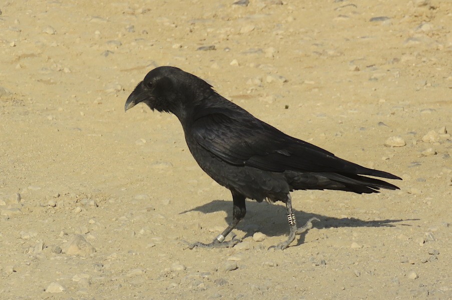 Fan-tailed Raven - ML499659631