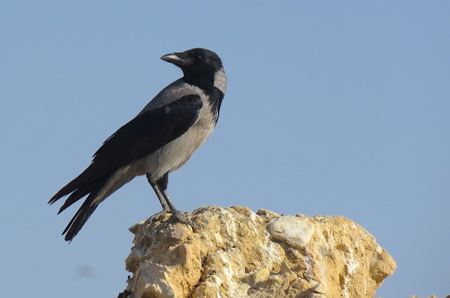 Hooded Crow - ML499659691