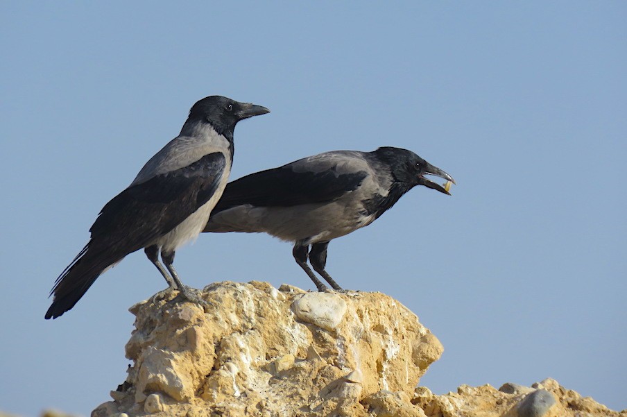 Hooded Crow - ML499659701