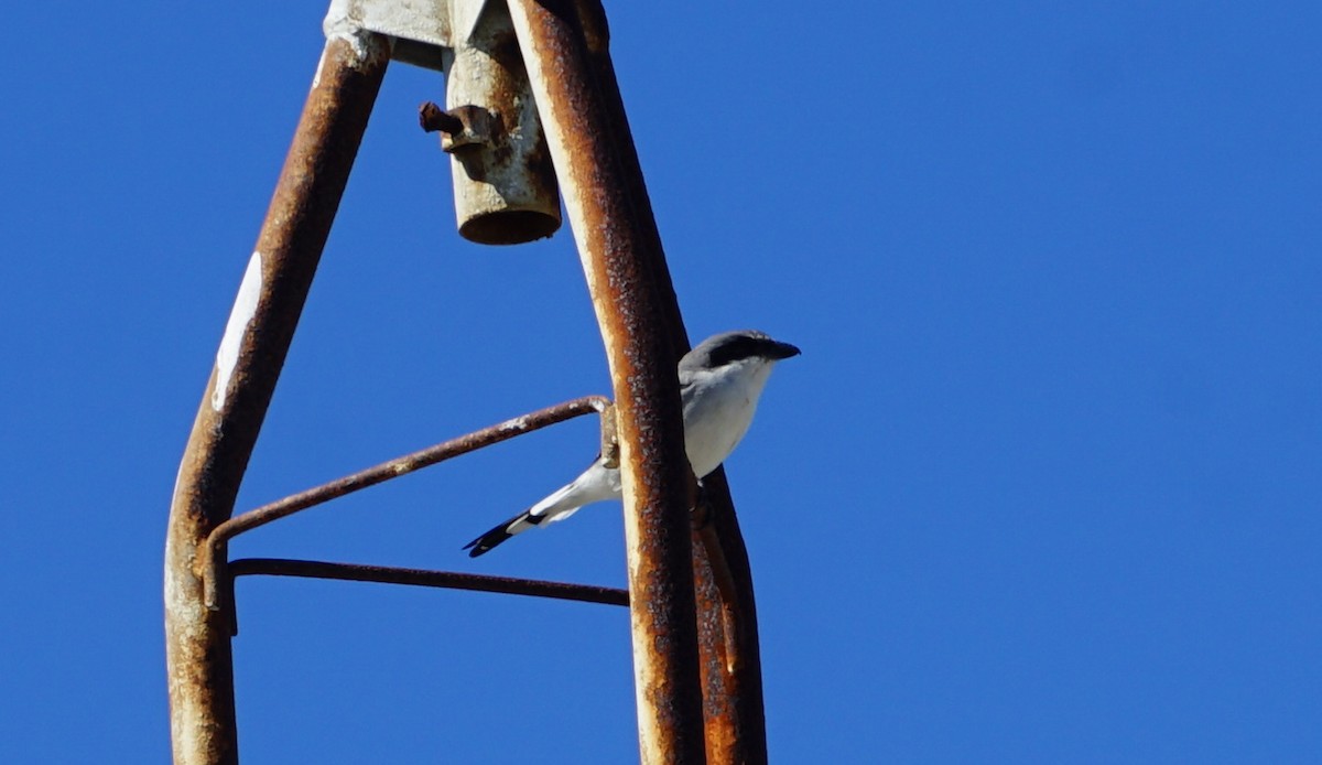 Loggerhead Shrike - ML499660621