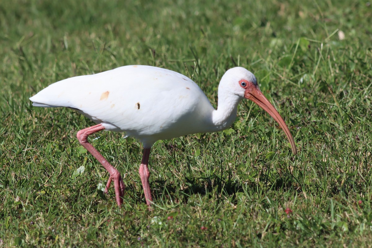 White Ibis - Margaret Viens