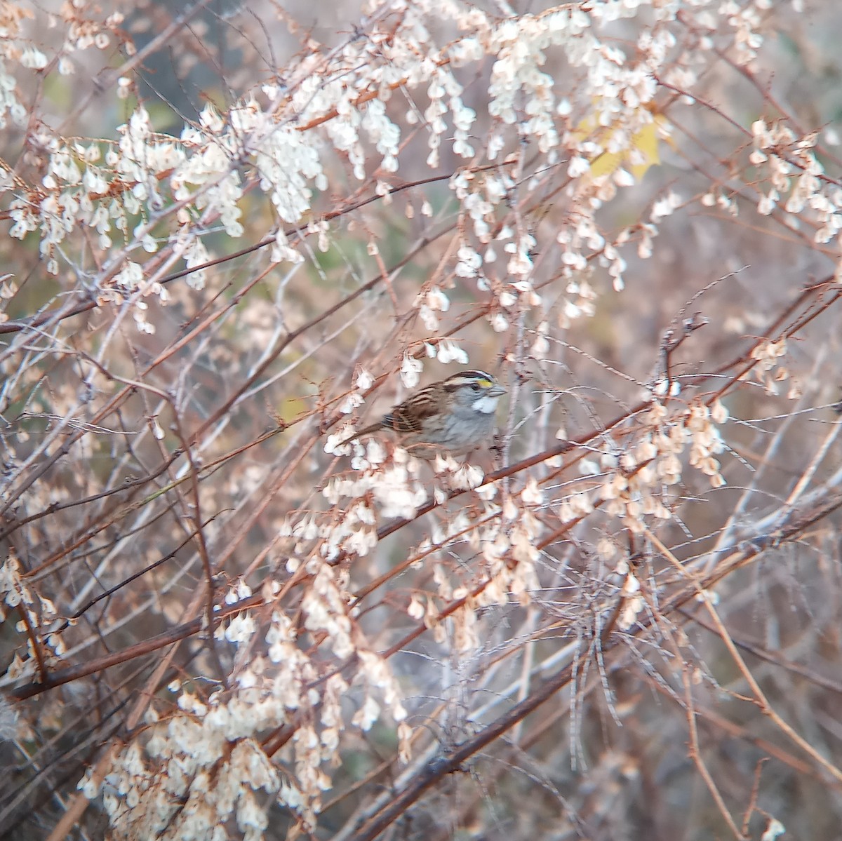 White-throated Sparrow - ML499662191