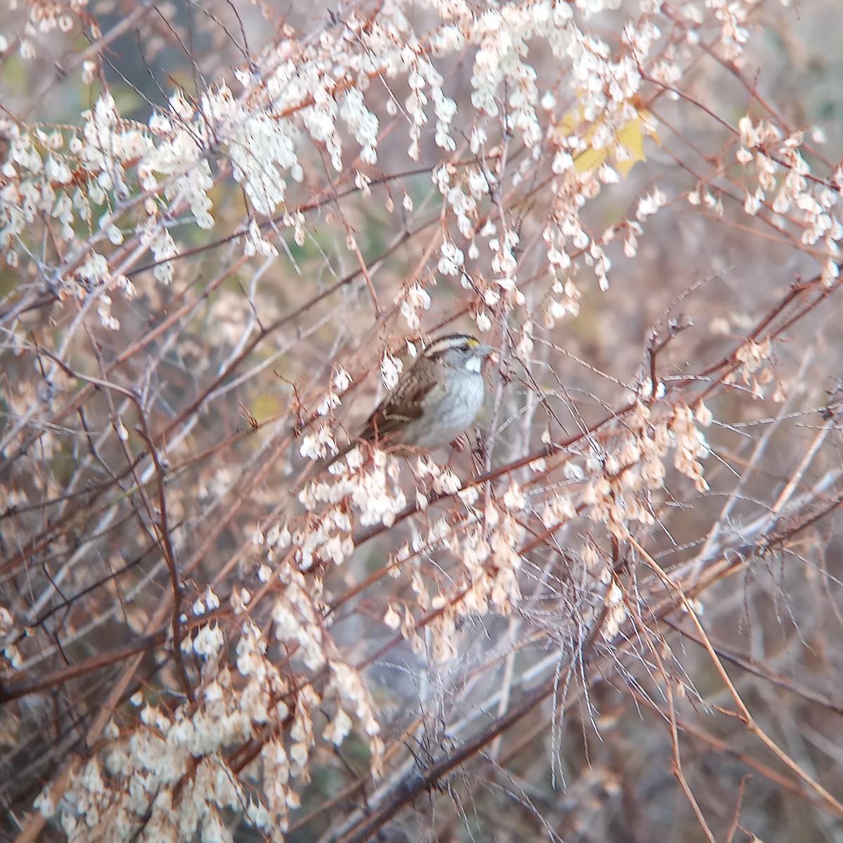 White-throated Sparrow - ML499662211