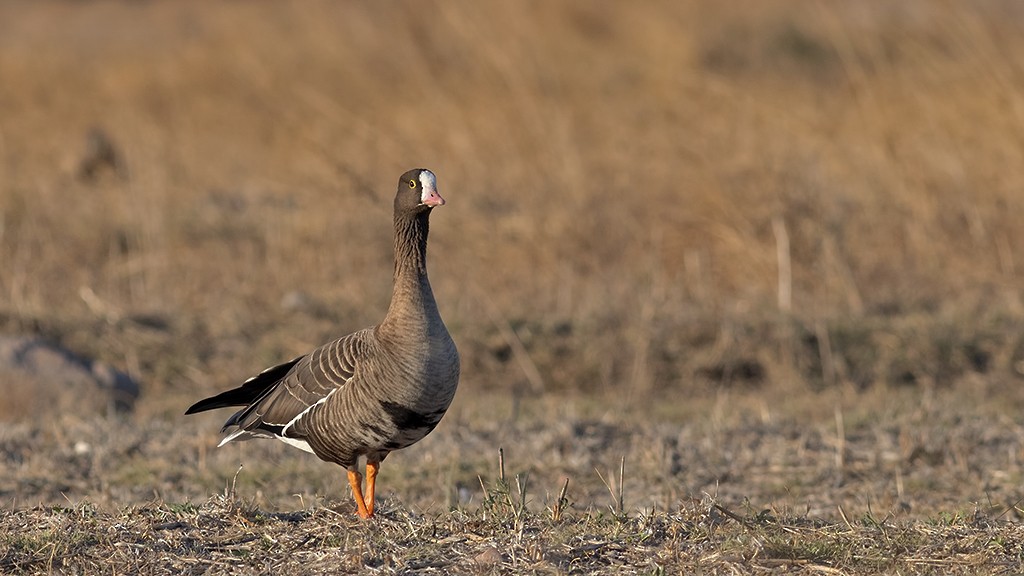 Lesser White-fronted Goose - ML499662741