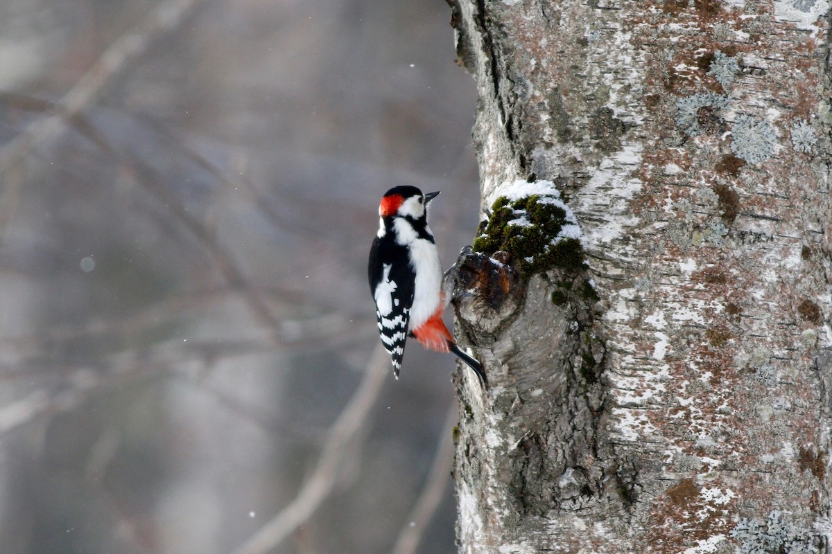 Great Spotted Woodpecker - ML49966311