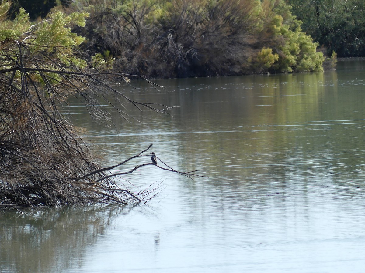 Belted Kingfisher - ML499664141