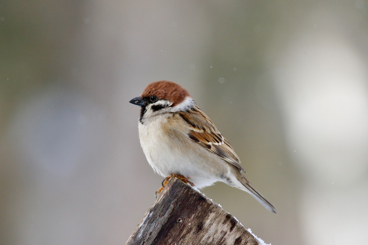 Eurasian Tree Sparrow - ML49966441