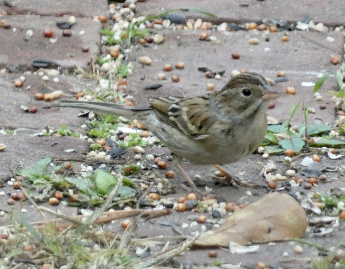 Clay-colored Sparrow - ML499664601