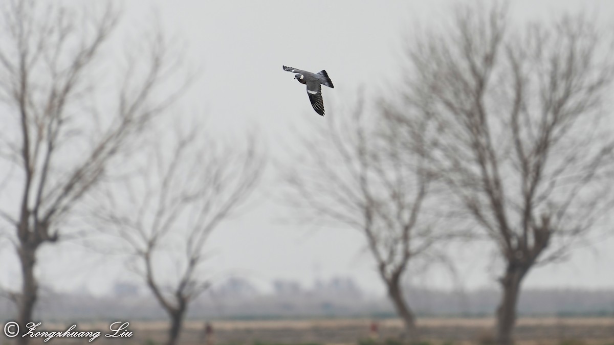 Common Wood-Pigeon - ML499664801