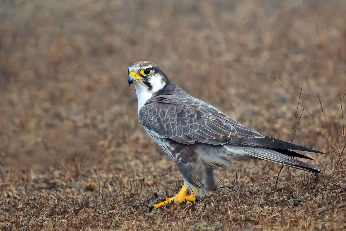 Laggar Falcon - ML499666821