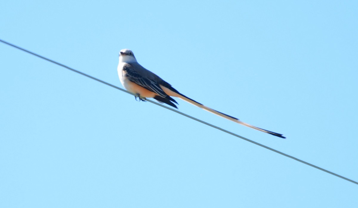 Scissor-tailed Flycatcher - James Bozeman