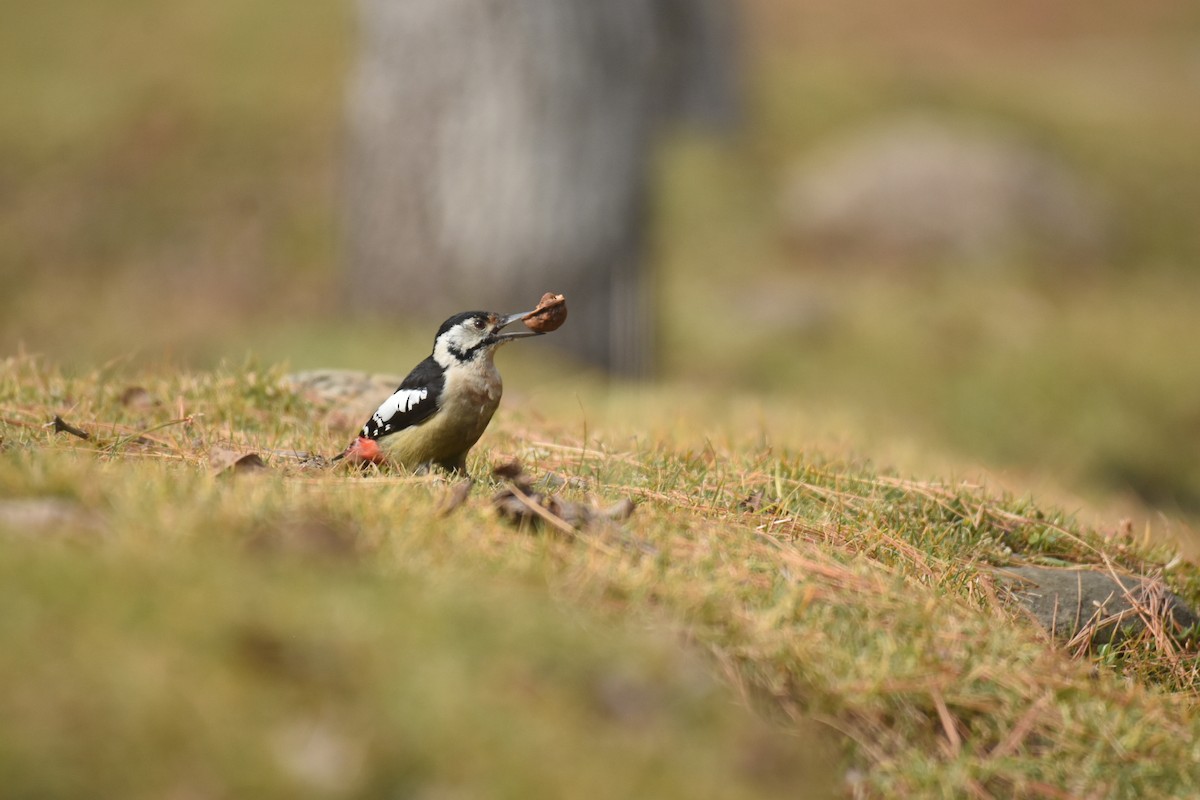 Himalayan Woodpecker - ML499669061