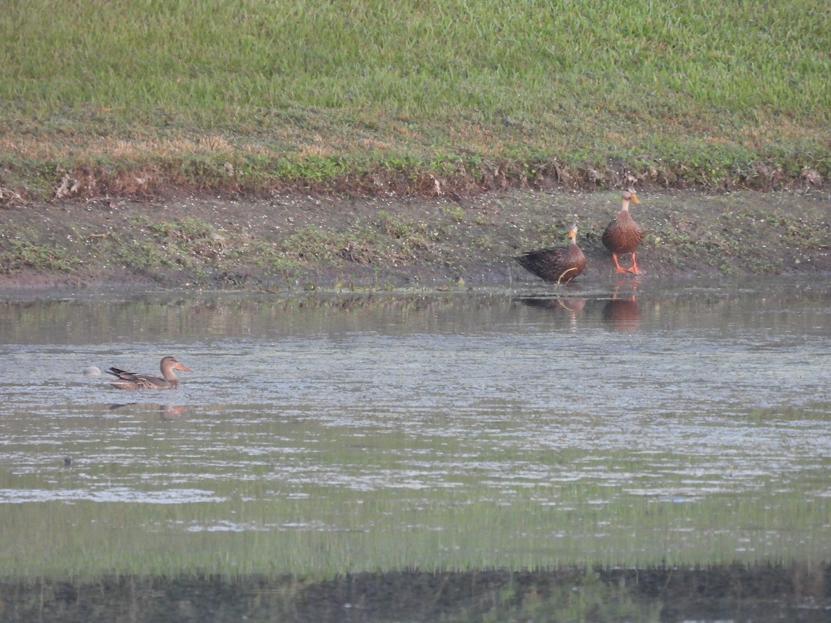 Canard colvert - ML499669271