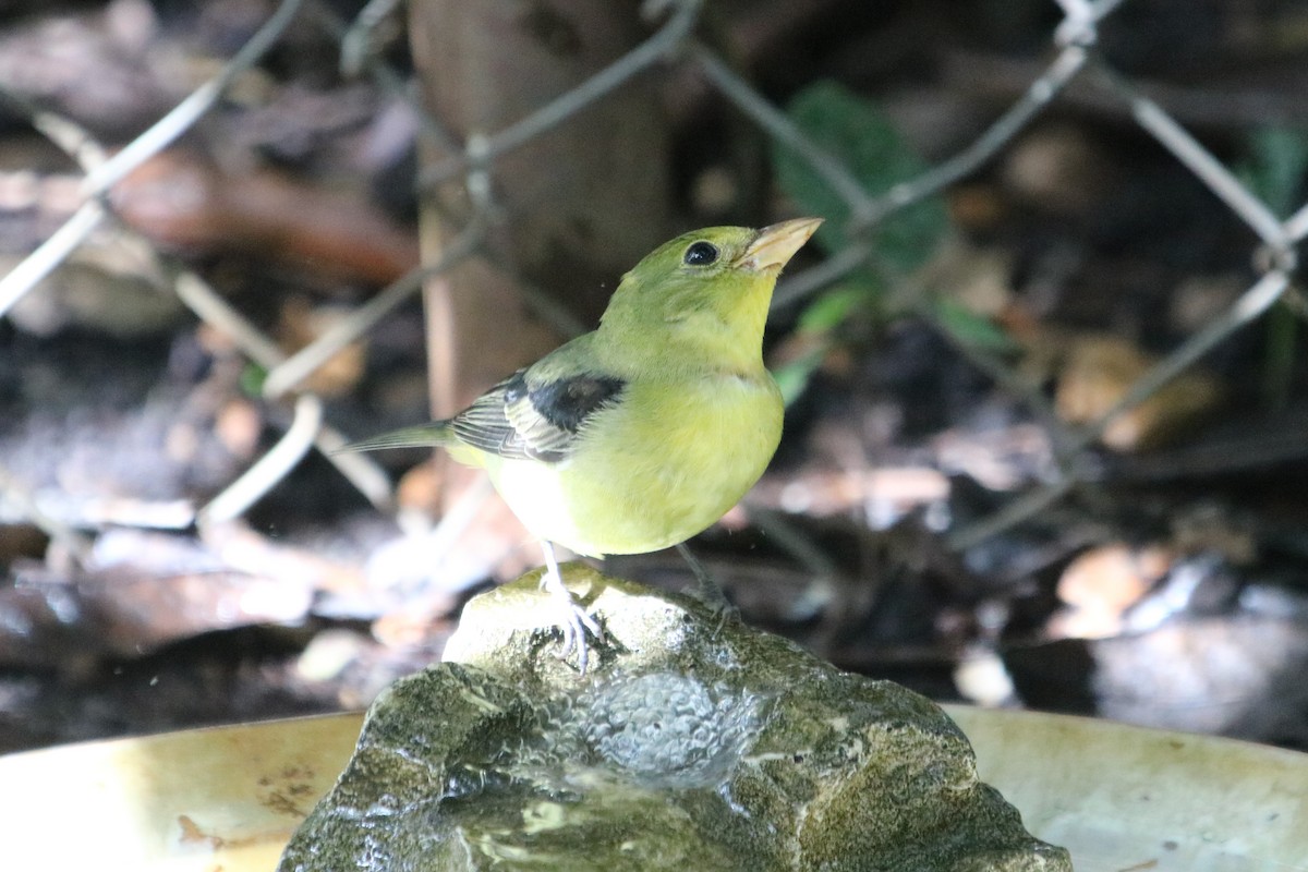 Scarlet Tanager - ML499669451