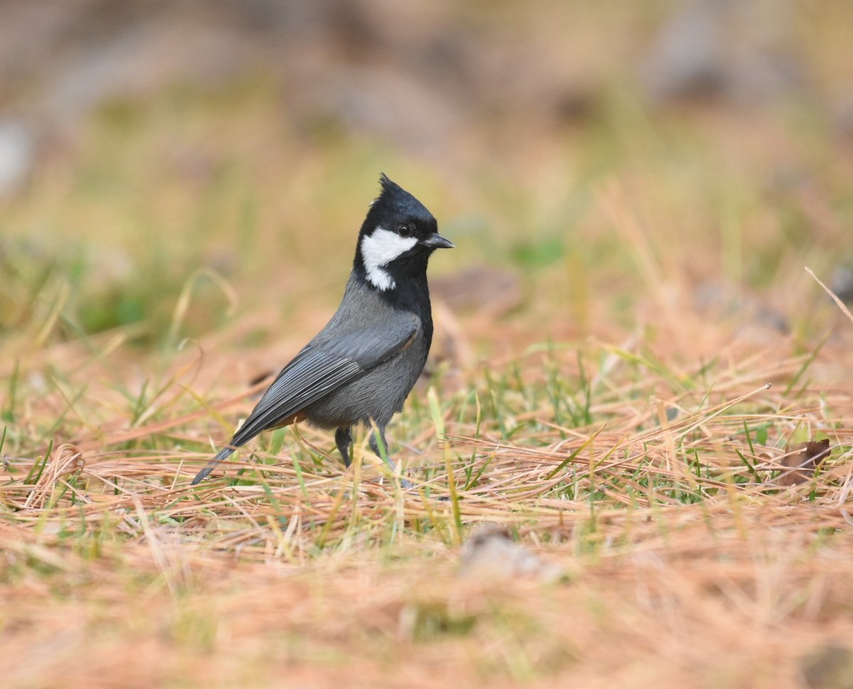 Rufous-naped Tit - ML499670491
