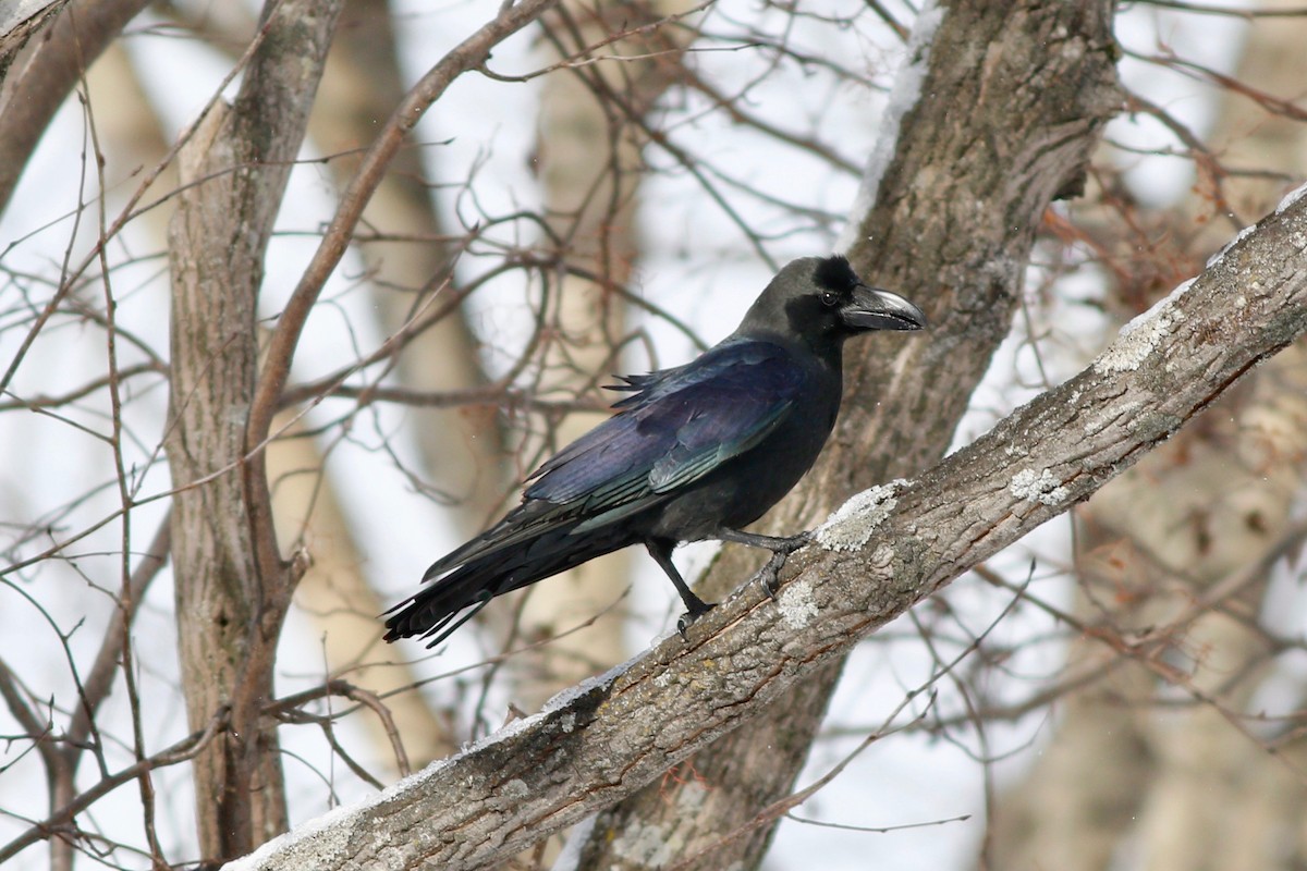 Large-billed Crow - ML49967211