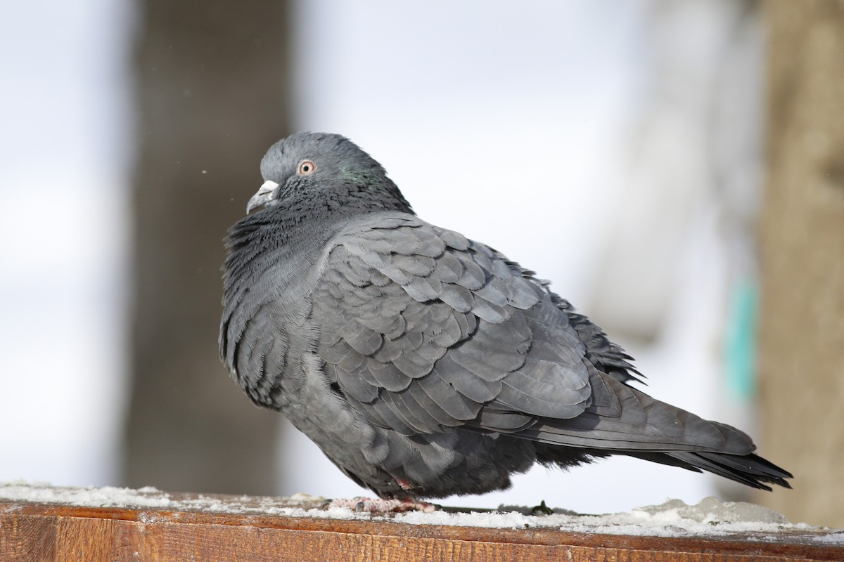 Rock Pigeon (Feral Pigeon) - ML49967331