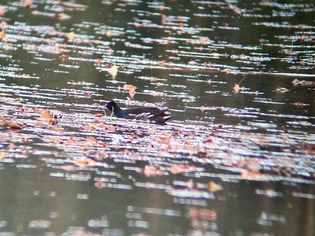 Eurasian Moorhen - ML499674701