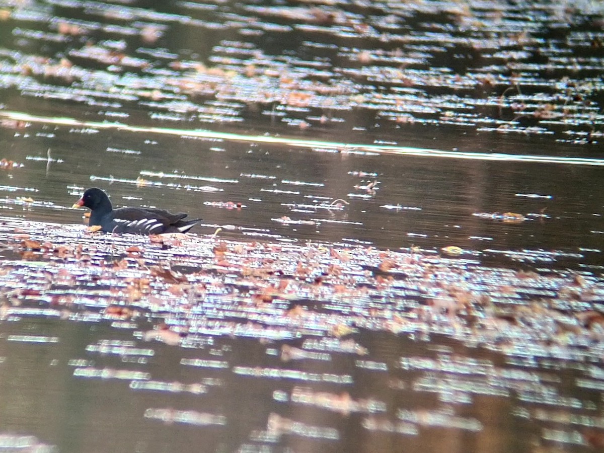 Eurasian Moorhen - ML499674711
