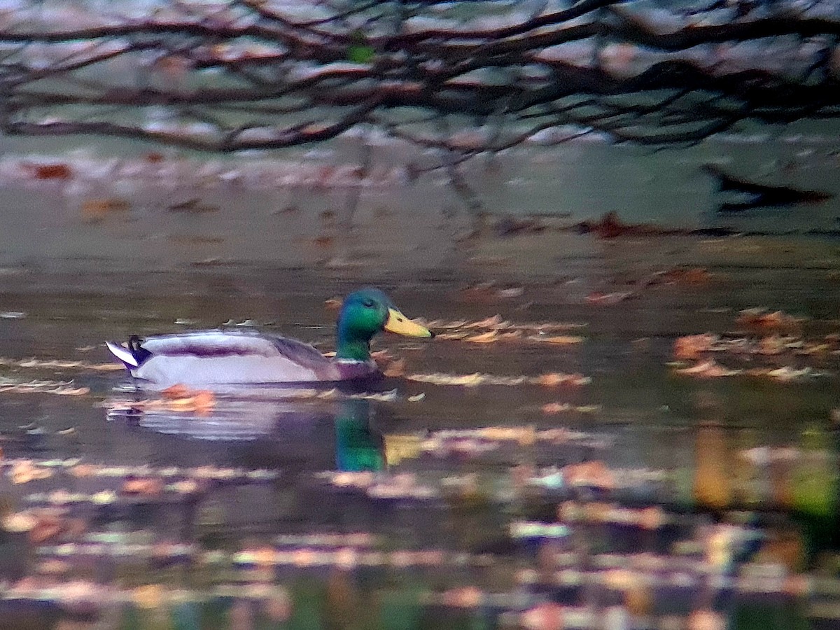 Mallard - ML499674811
