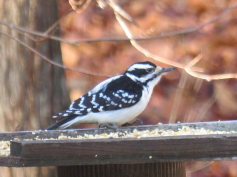 Hairy Woodpecker - ML499675861