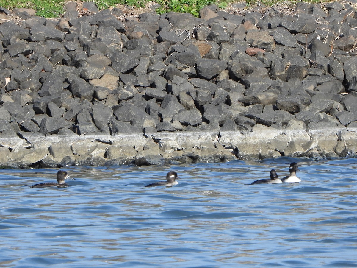 Bufflehead - Tate Putman