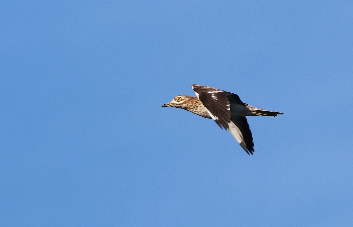 Eurasian Thick-knee - ML499677991