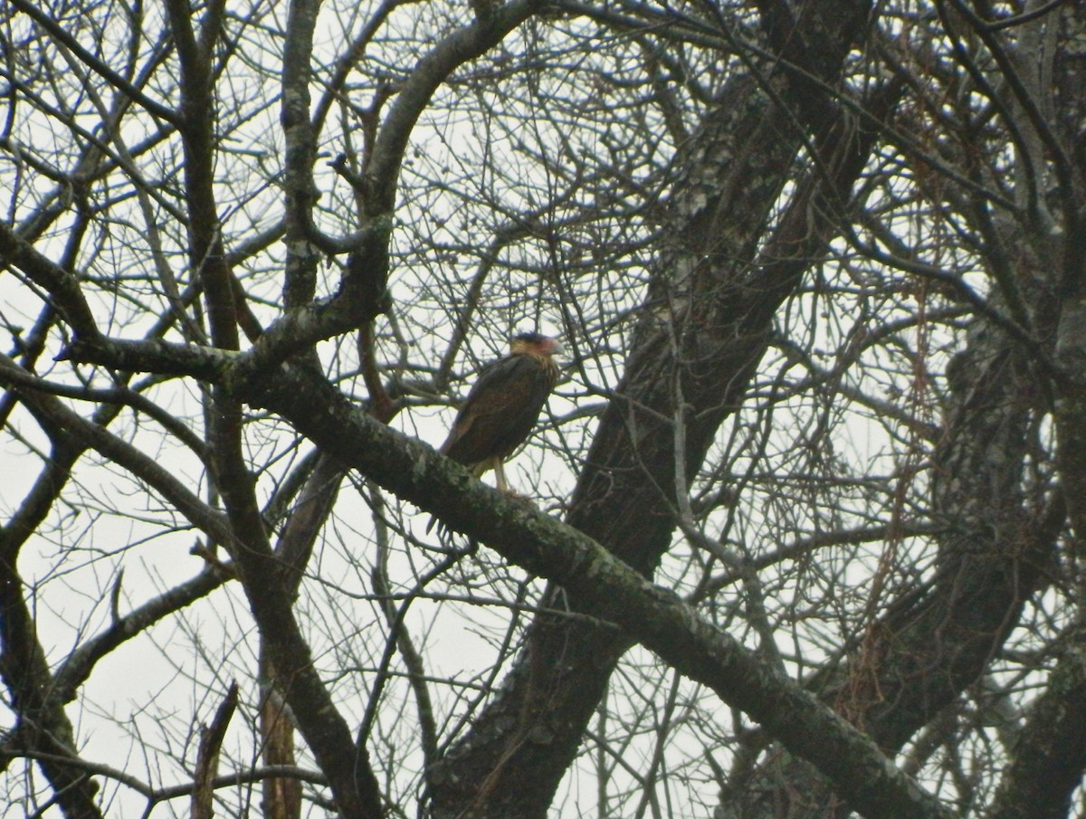 Crested Caracara - ML499678381