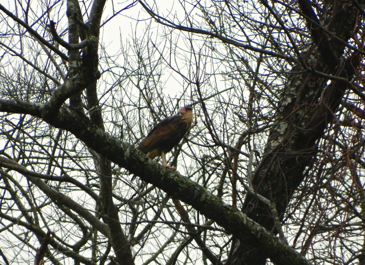 Crested Caracara - ML499678391