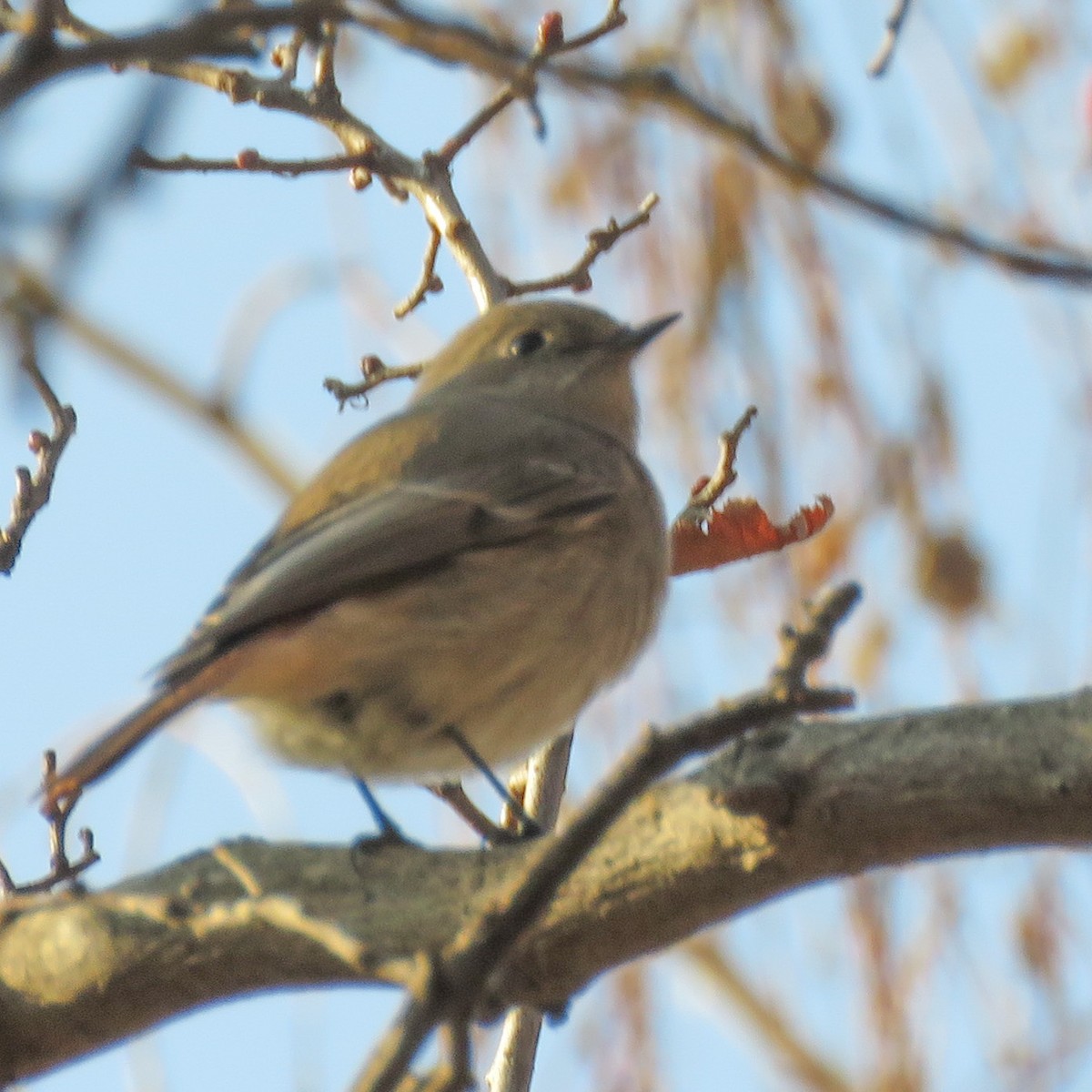 Rufous-backed Redstart - ML499678531