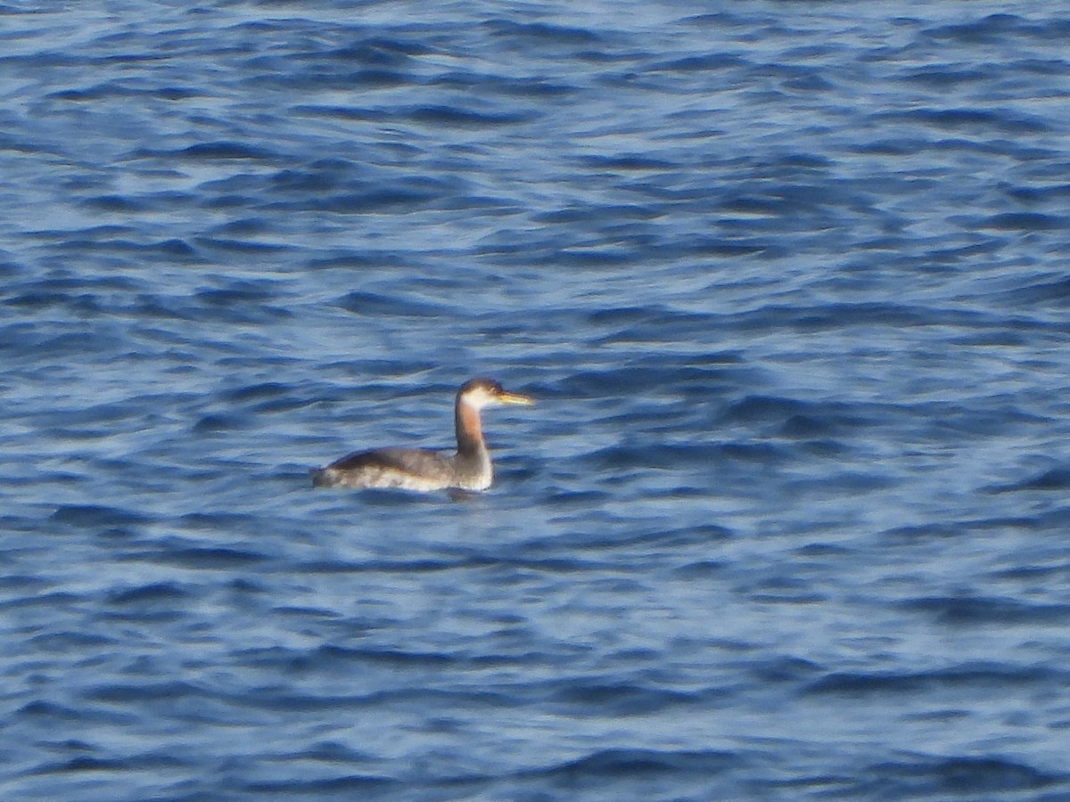 Red-necked Grebe - ML499678891